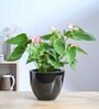 Echoing Eternity Black Ceramic Planter