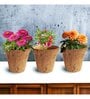 Ecofynd 3 In 1 Diy Growkit For Zinnia Balsam & Dahlia