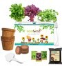 Ecofynd 3 In 1 Diy Leafy Vegetable Grow Kits: Red Amaranth Spinach & Coriander Gardening Kit