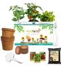 Ecofynd 3 In 1 Salad Gardening Kit: Cherry Tomato Capsicum Mix Lettuce Gardening Kit
