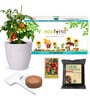 Ecofynd Diy Grow Kit For Cherry Tomato || Diy Easy Grow It Yourself Gardening Kit