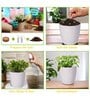 Ecofynd Diy Grow Kit For Chilli Pepper Plant || Diy Easy Grow It Yourself Gardening Kit