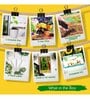 Ecofynd Diy Grow Kit For Chilli Pepper Plant || Diy Easy Grow It Yourself Gardening Kit