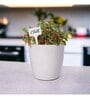 Ecofynd Diy Grow Kit For Chilli Pepper Plant || Diy Easy Grow It Yourself Gardening Kit