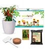 Ecofynd Diy Grow Kit For Chilli Pepper Plant || Diy Easy Grow It Yourself Gardening Kit