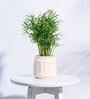 Eggshell White Ceramic Desk Pot