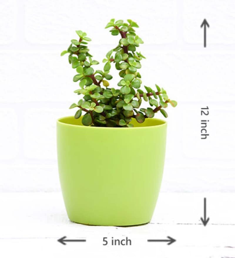 Buy Elephant Bush, Portulacaria Afra, Jade Succulent Natural Plant by Nurserylive Online Air