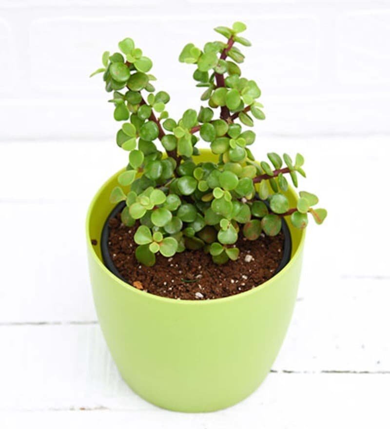 Buy Elephant Bush, Portulacaria Afra, Jade Succulent Natural Plant by Nurserylive Online Air