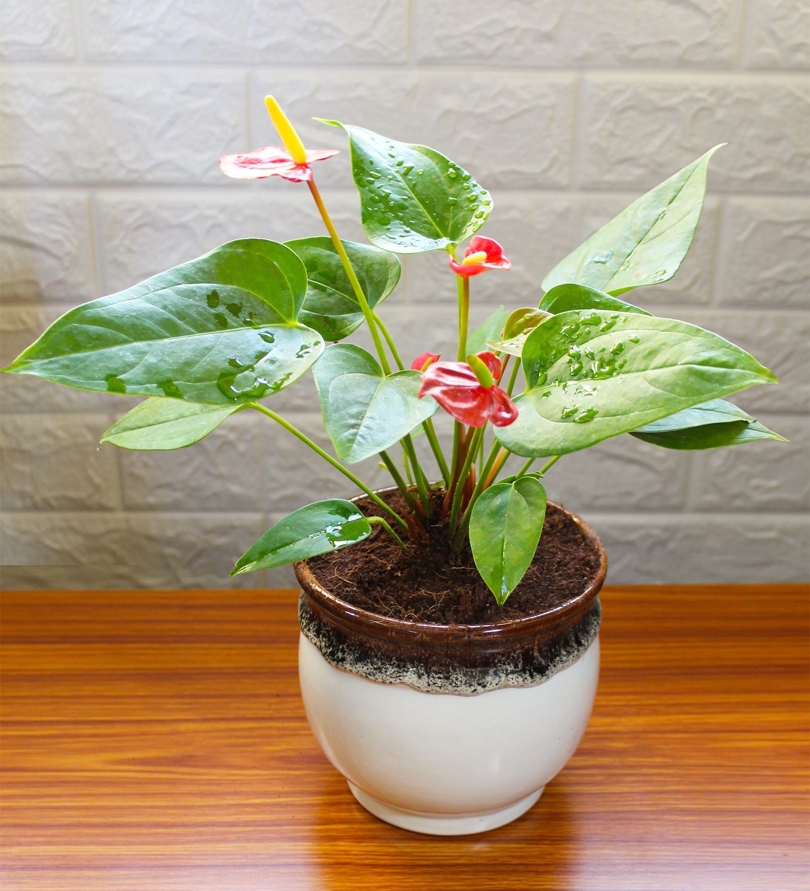 Exotic Anthurium Red Plant in White Drip Glazed Pitcher Ceramic Pot