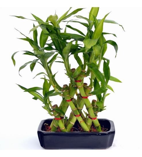 Buy Exotic Green Pyramid Shape Bamboo Plant Online Natural