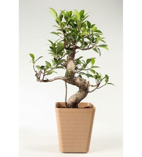 Buy S Shaped Ficus  Bonsai  Plant with Brown Fibre Pot  by 