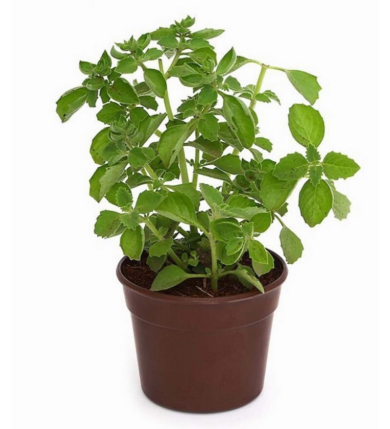 Buy Fiber Ajwain Herb Plant by Exotic Green Online