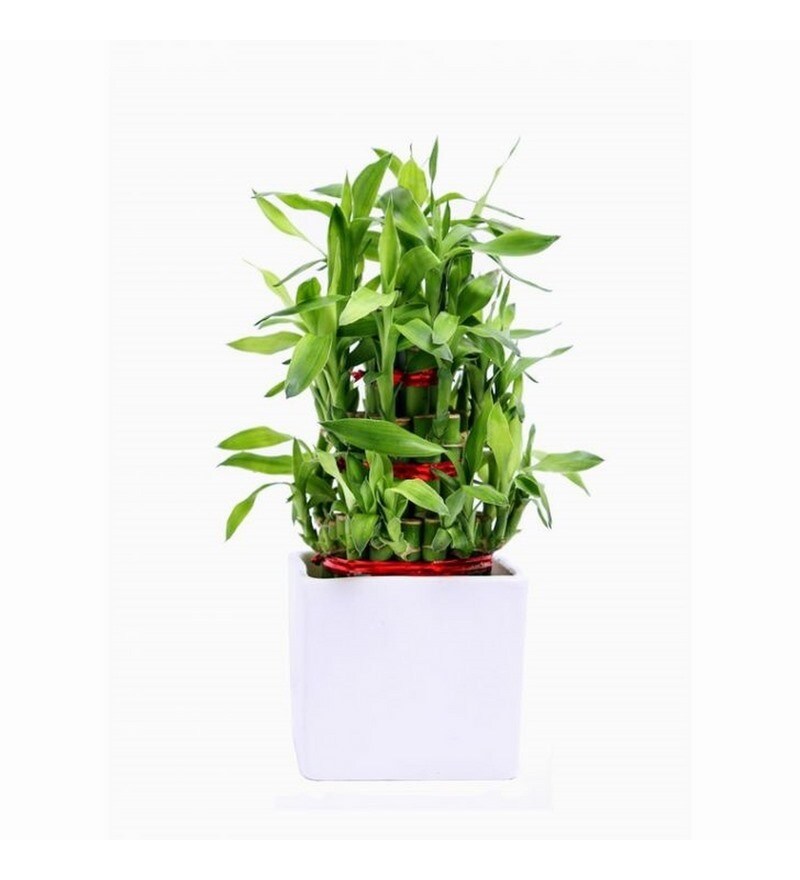 Buy Lucky Bamboo Plant with White Ceramic Pot by Exotic Green Online