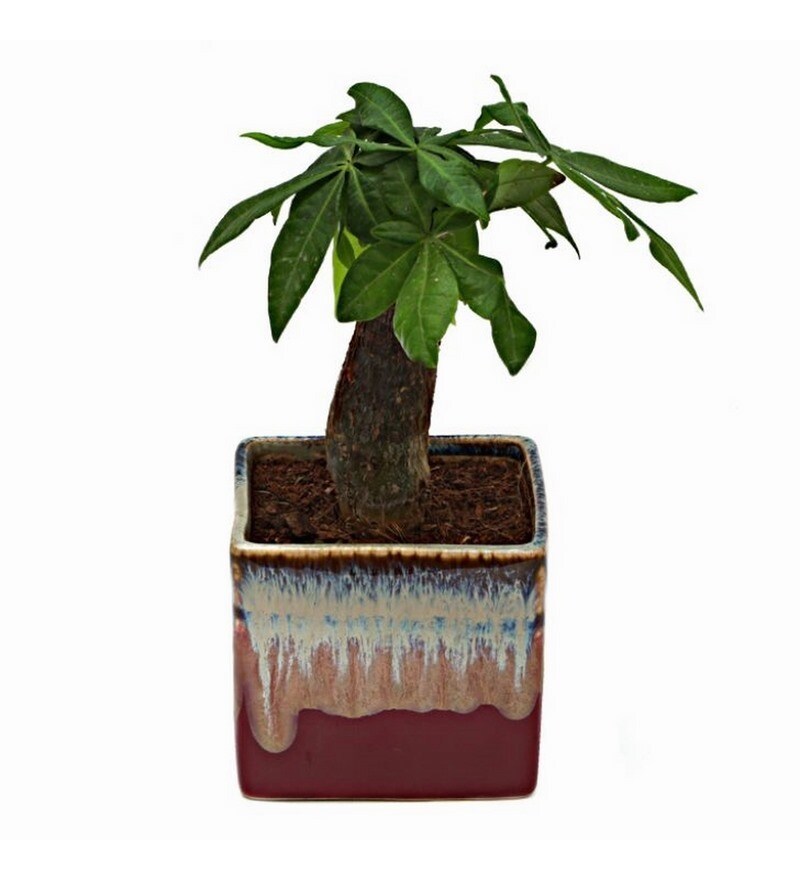 Buy Exotic Green Money Tree Indoor Plant English Purple