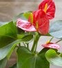 Exotic Anthurium Red Plant in White Drip Glazed Pitcher Ceramic Pot