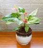 Exotic Anthurium Red Plant in White Drip Glazed Pitcher Ceramic Pot