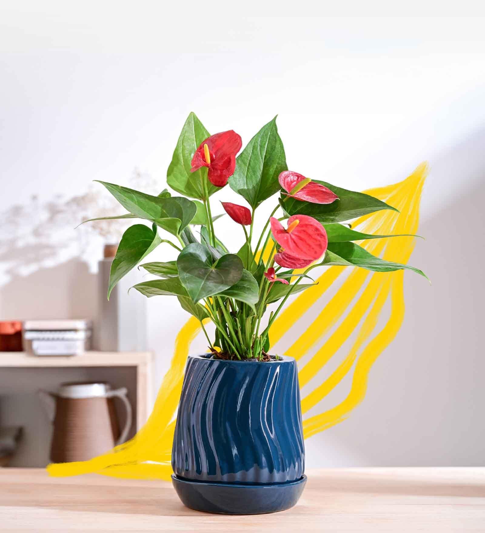 Fallen Angel Extra Small Midnight Ceramic Planter