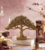 Feng Shui Bonsai Brilliance Gift Box