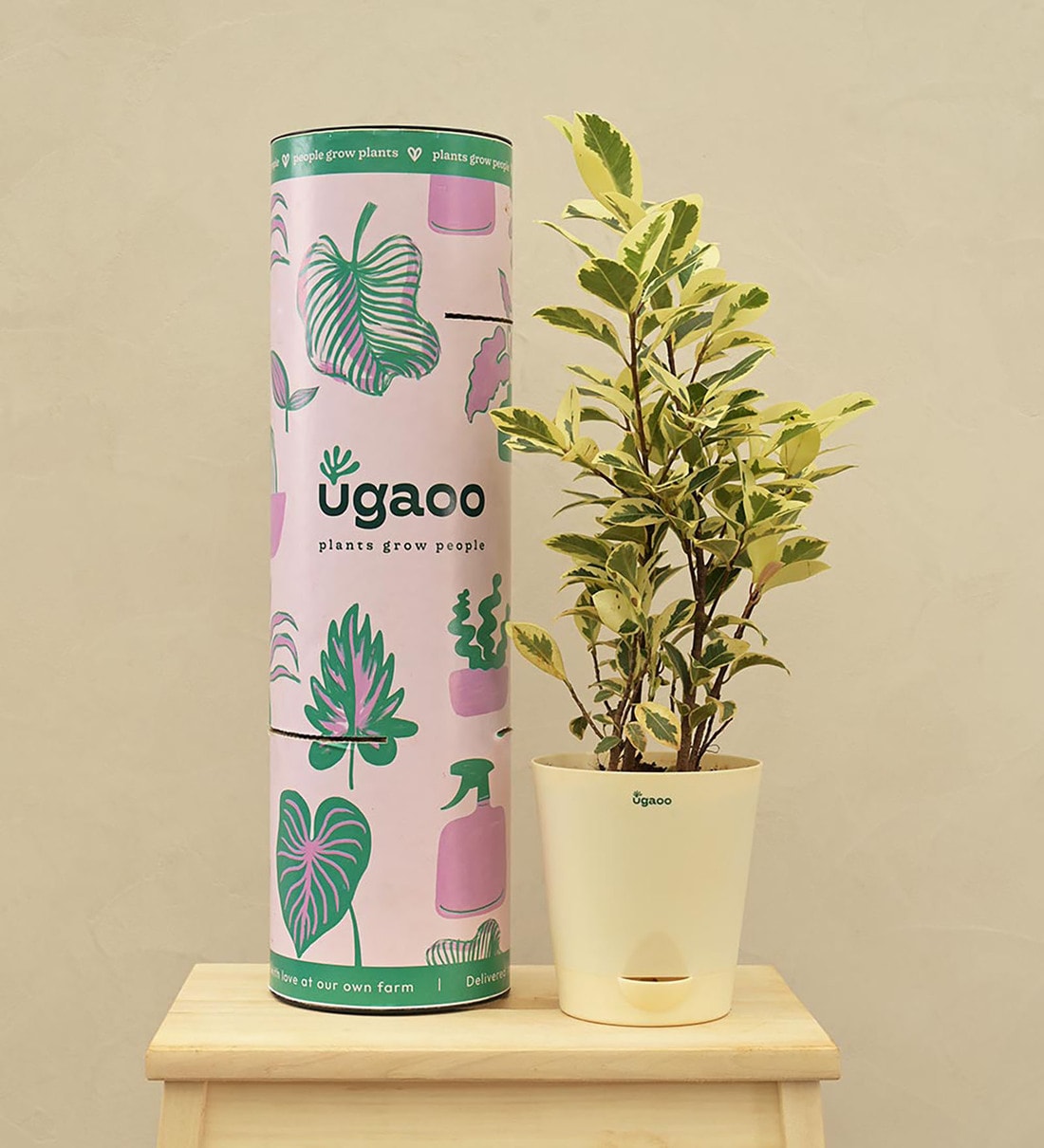 Ugaoo Air Purifying Plants