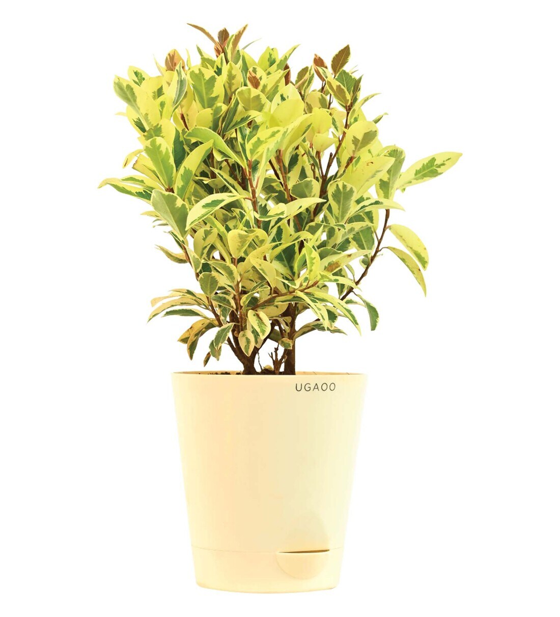 Buy Ficus Prestige Medium Air Purifier Plants by Ugaoo Online Indoor Plants Natural Plants