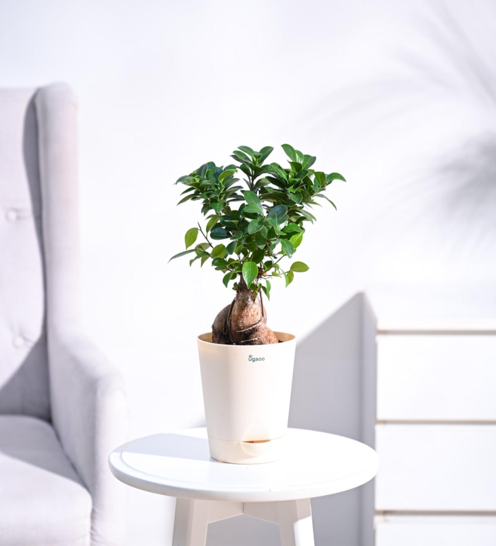 Ficus Bonsai Natural Plant In White Self Watering Plastic Pot