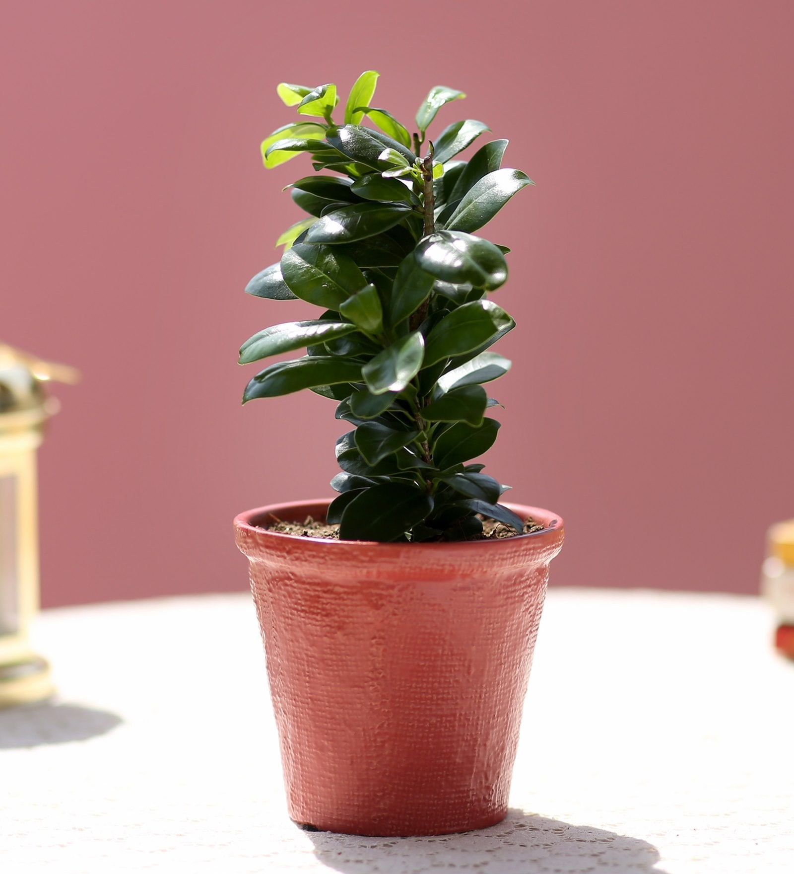 Buy Ficus Compacta Plant In Red Ceramic Pot by Ferns N Petals Online ...