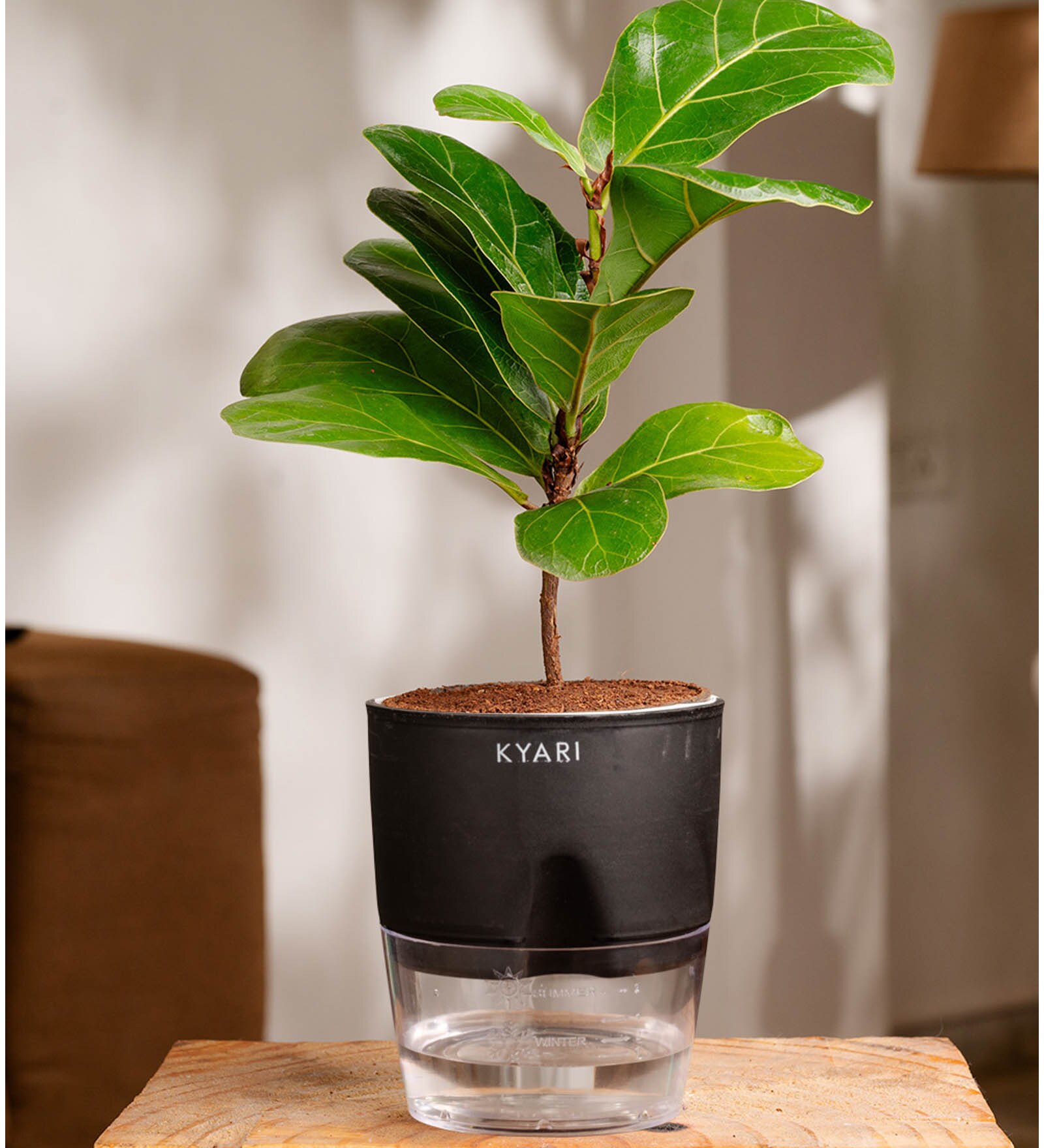 Ficus Lareta/Fiddle Fig Plant With Self Wateringing 4Inch Pot- Black