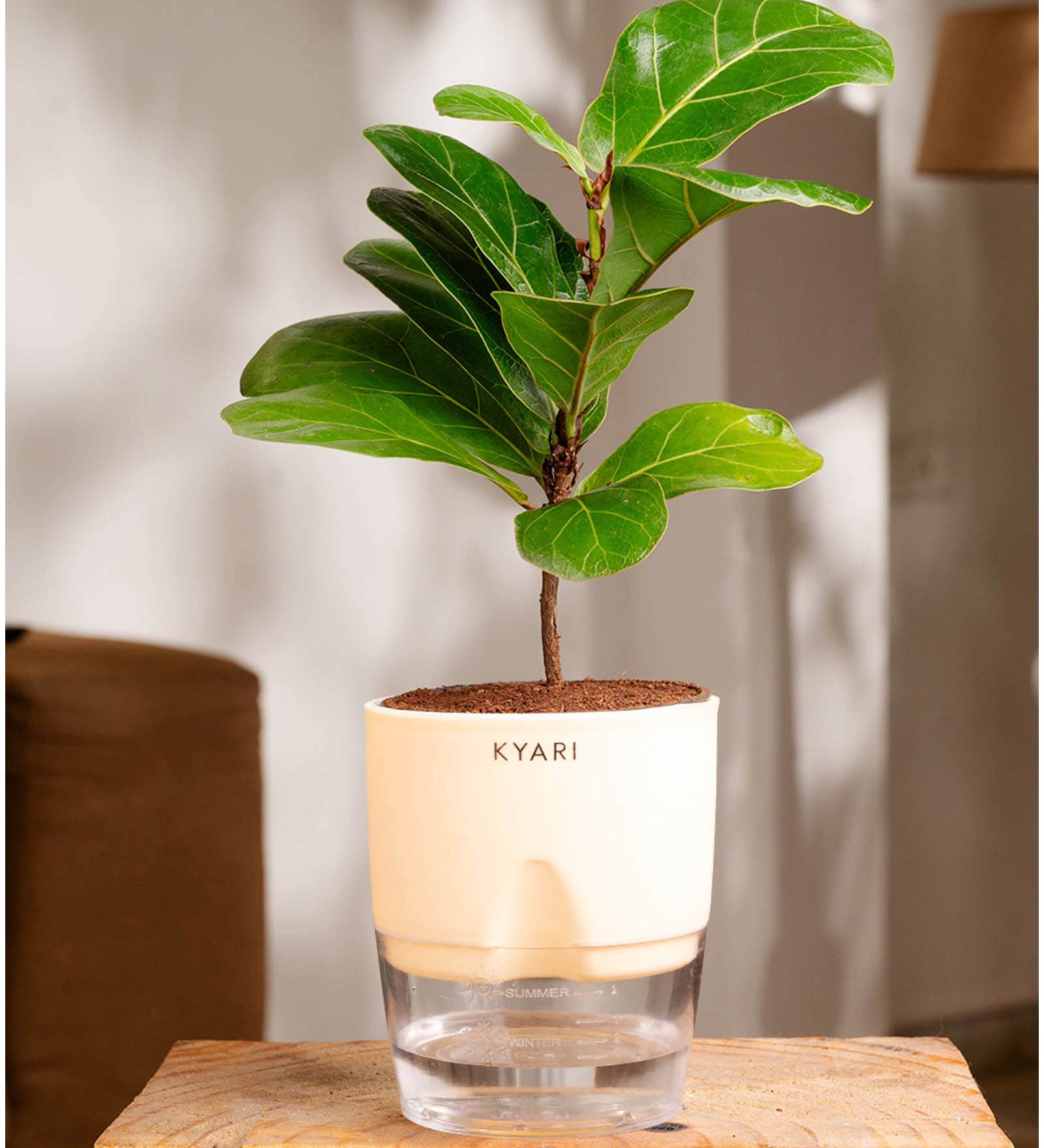 Ficus Lareta/Fiddle Fig Plant With Self Wateringing 4Inch Pot- Cream