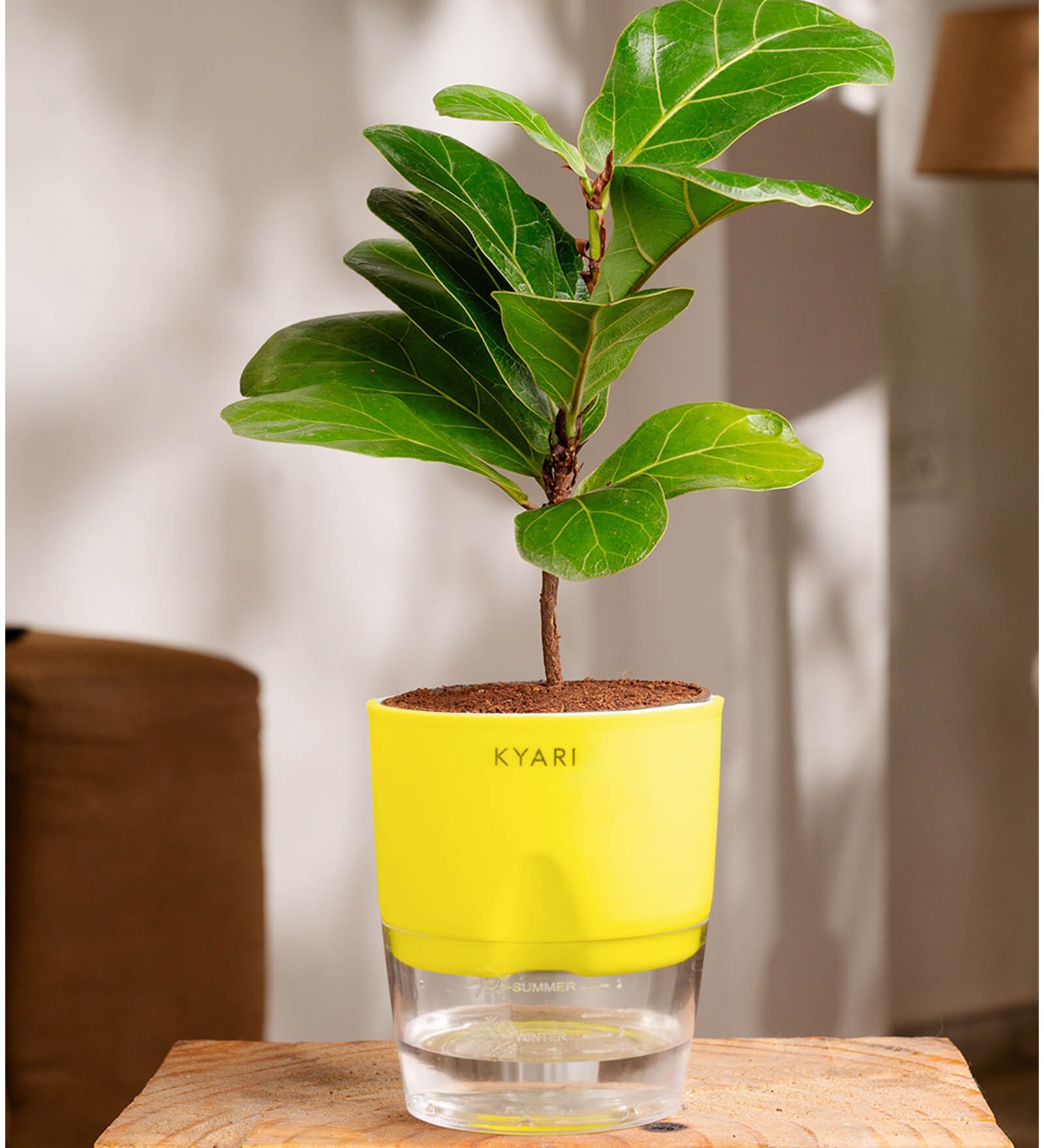 Ficus Lareta/Fiddle Fig Plant With Self Wateringing 4Inch Pot- Green