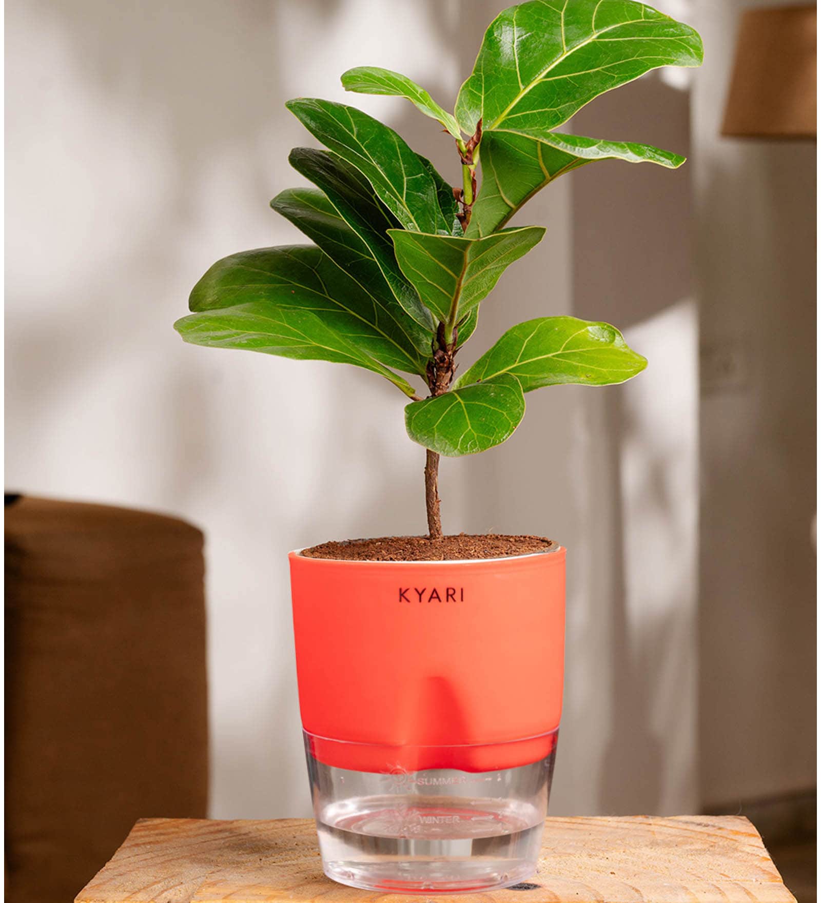 Ficus Lareta/Fiddle Fig Plant With Self Wateringing 4Inch Pot- Red
