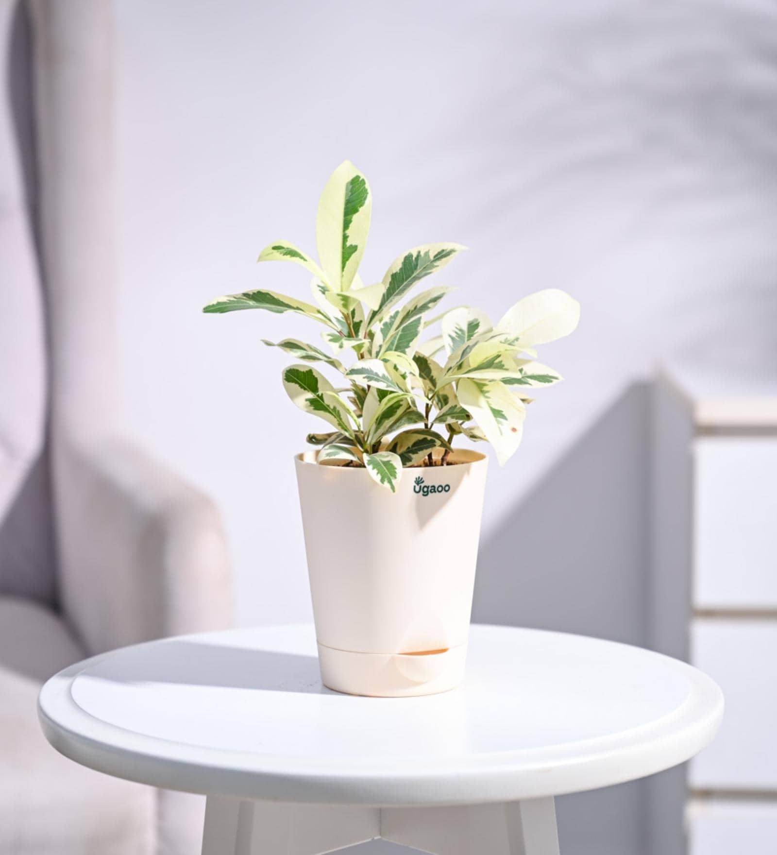 Ficus Prestige Natural Plant In Ivory Self Watering Plastic Pot