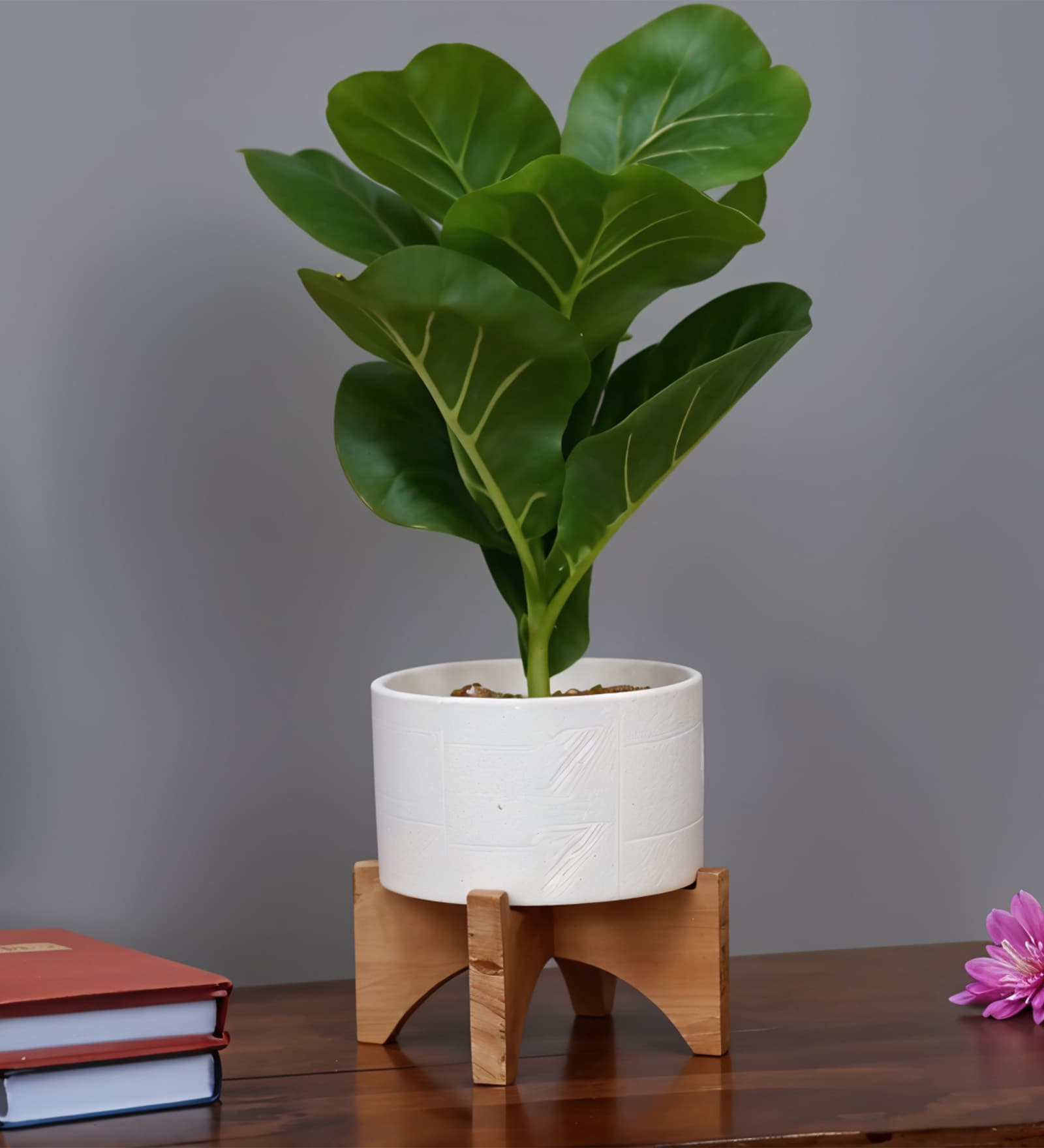 Fiddle Leaf Plant