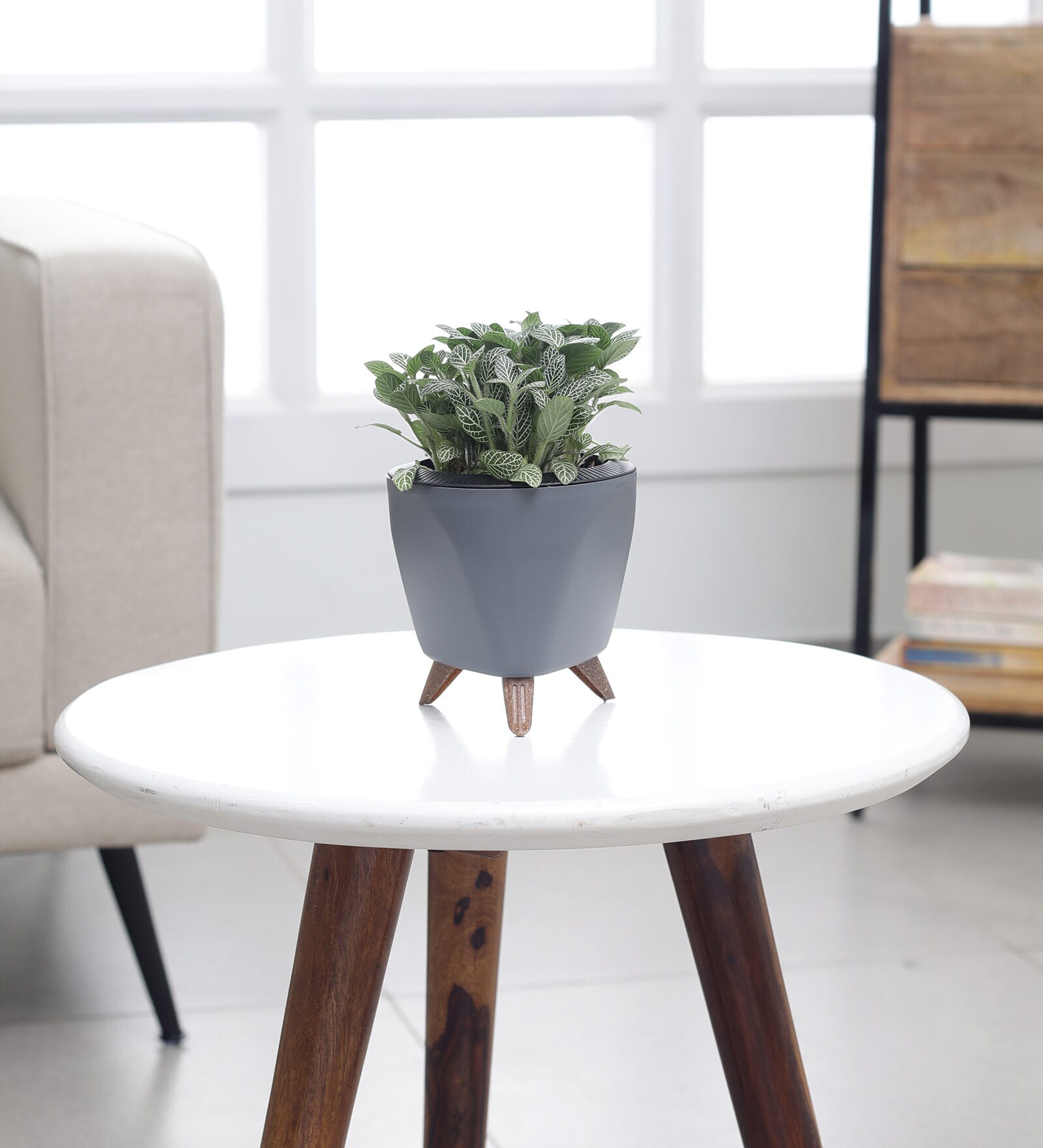 Fittonia Green Plant With Lagos Grey Plastic Pot