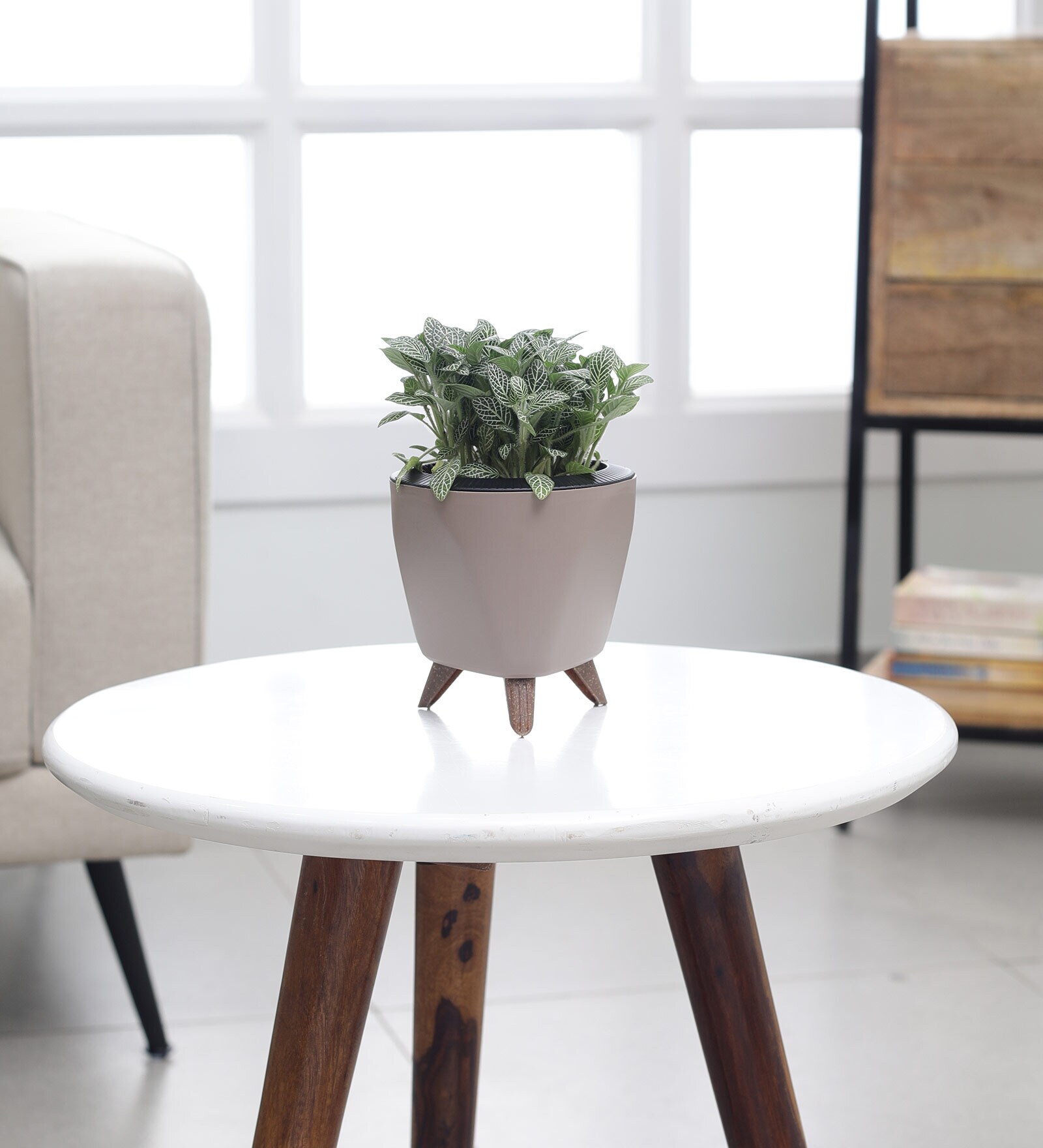 Fittonia Green Plant With Lagos Mocca Plastic Pot