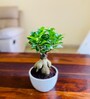 Ficus Bonsai Natural Plant White Pot