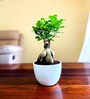 Ficus Bonsai Natural Plant White Pot