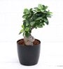 Ficus Bonsai Natural Plant