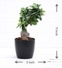 Ficus Bonsai Natural Plant