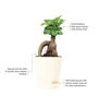 Ficus Bonsai Natural Plant In White Self Watering Plastic Pot