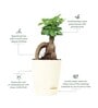 Ficus Bonsai Natural Plant In White Self Watering Plastic Pot