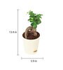 Ficus Bonsai Natural Plant In White Self Watering Plastic Pot