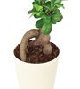 Ficus Bonsai Natural Plant In White Self Watering Plastic Pot