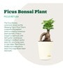 Ficus Bonsai Natural Plant In White Self Watering Plastic Pot