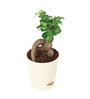 Ficus Bonsai Natural Plant In White Self Watering Plastic Pot