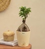 Ficus Bonsai Natural Plant In White Self Watering Plastic Pot