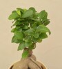 Ficus Bonsai Natural Plant In White Self Watering Plastic Pot