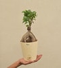 Ficus Bonsai Natural Plant In White Self Watering Plastic Pot