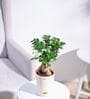 Ficus Bonsai Natural Plant In White Self Watering Plastic Pot