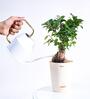 Ficus Bonsai Natural Plant In White Self Watering Plastic Pot