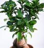Ficus Bonsai Natural Plant In White Self Watering Plastic Pot